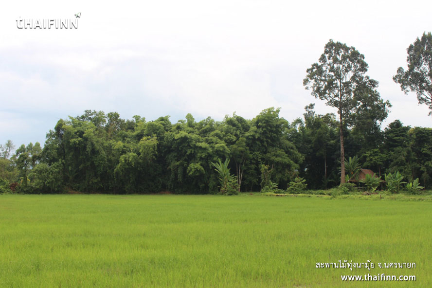 สะพานไม้ทุ่งนามุ้ย จังหวัดนครนายก