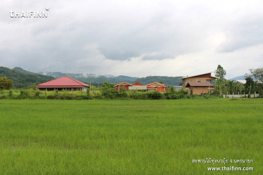 สะพานไม้ทุ่งนามุ้ย จังหวัดนครนายก)