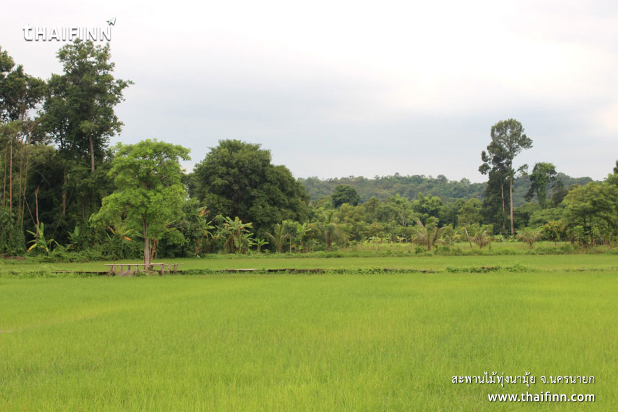สะพานไม้ทุ่งนามุ้ย จังหวัดนครนายก