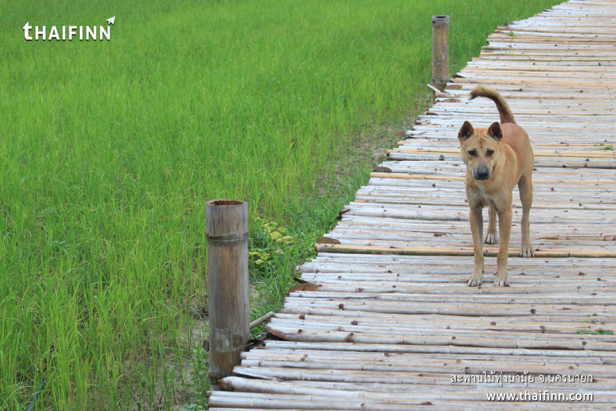 สะพานไม้ทุ่งนามุ้ย จังหวัดนครนายก)