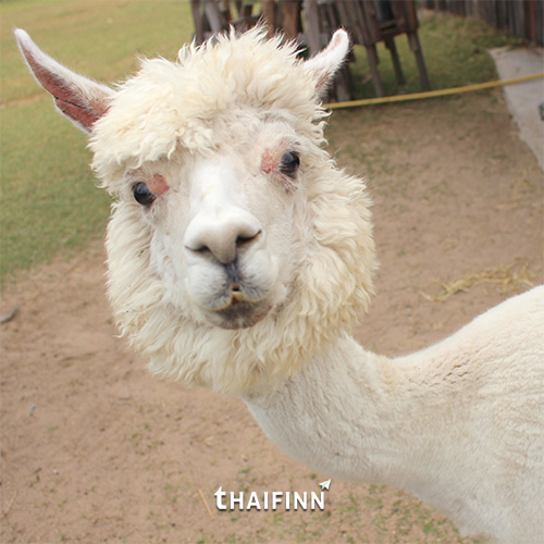 Alpaca Hill จ.ราชบุรี